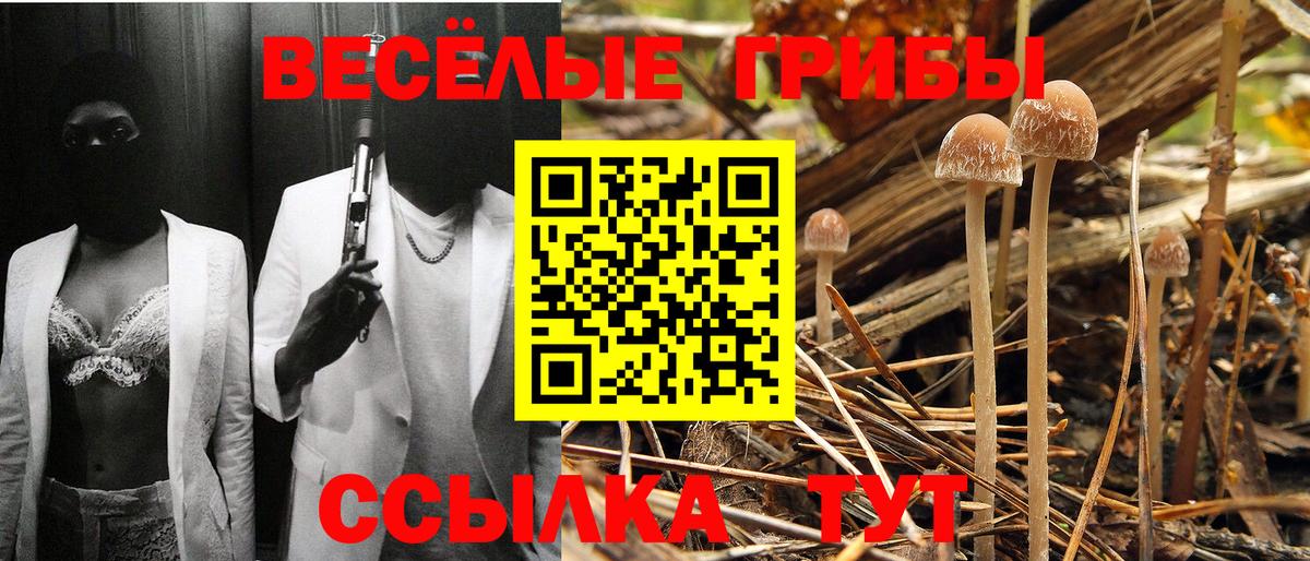 Псилоцибиновые грибы Psilocybe Мытищи